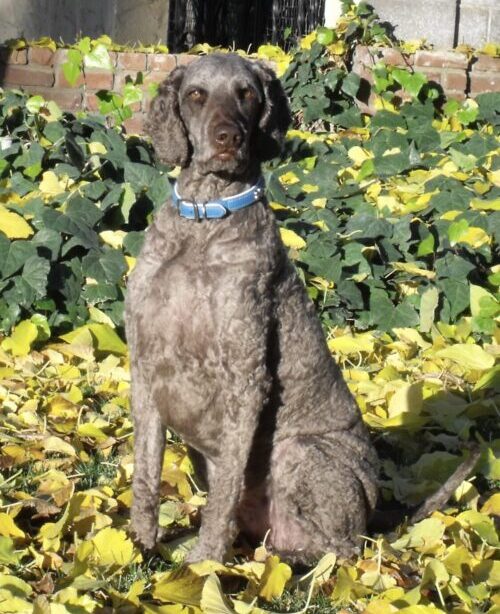 Popular Dog Breeds